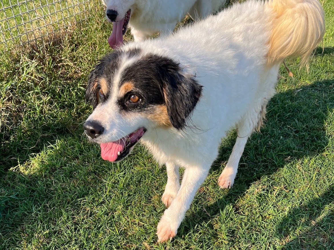 Adotta il cane Alvi a Latina