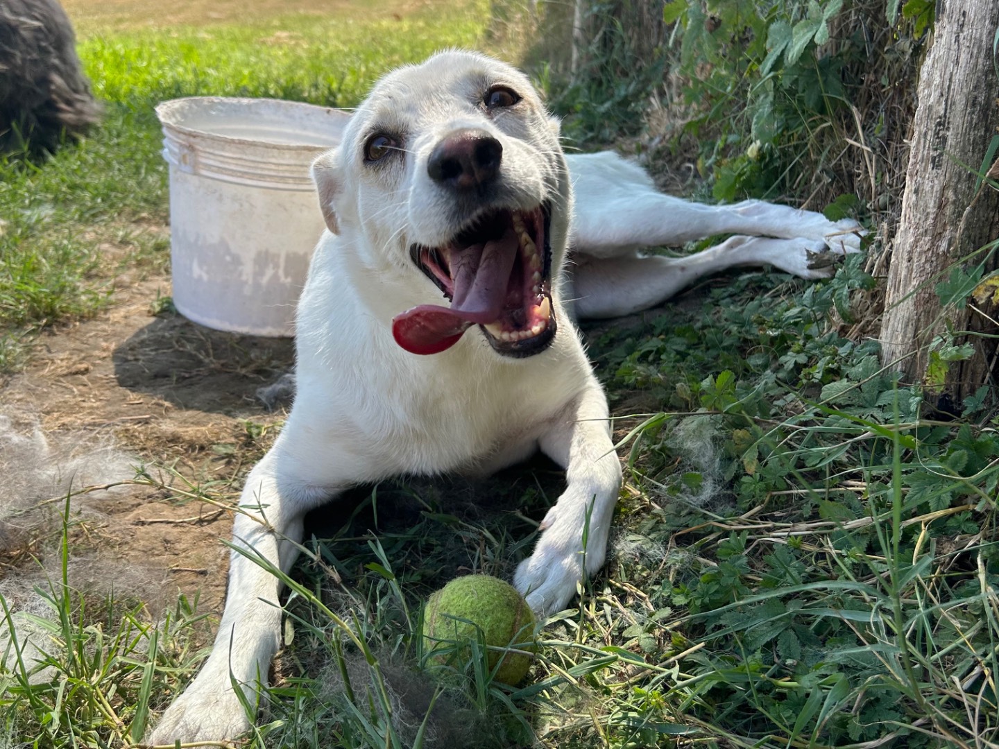 Adotta un cane, taglia media contenuta, femmina, Latina