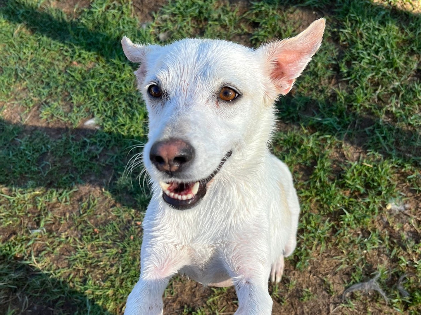 Vuoi adottare un cane a Latina?