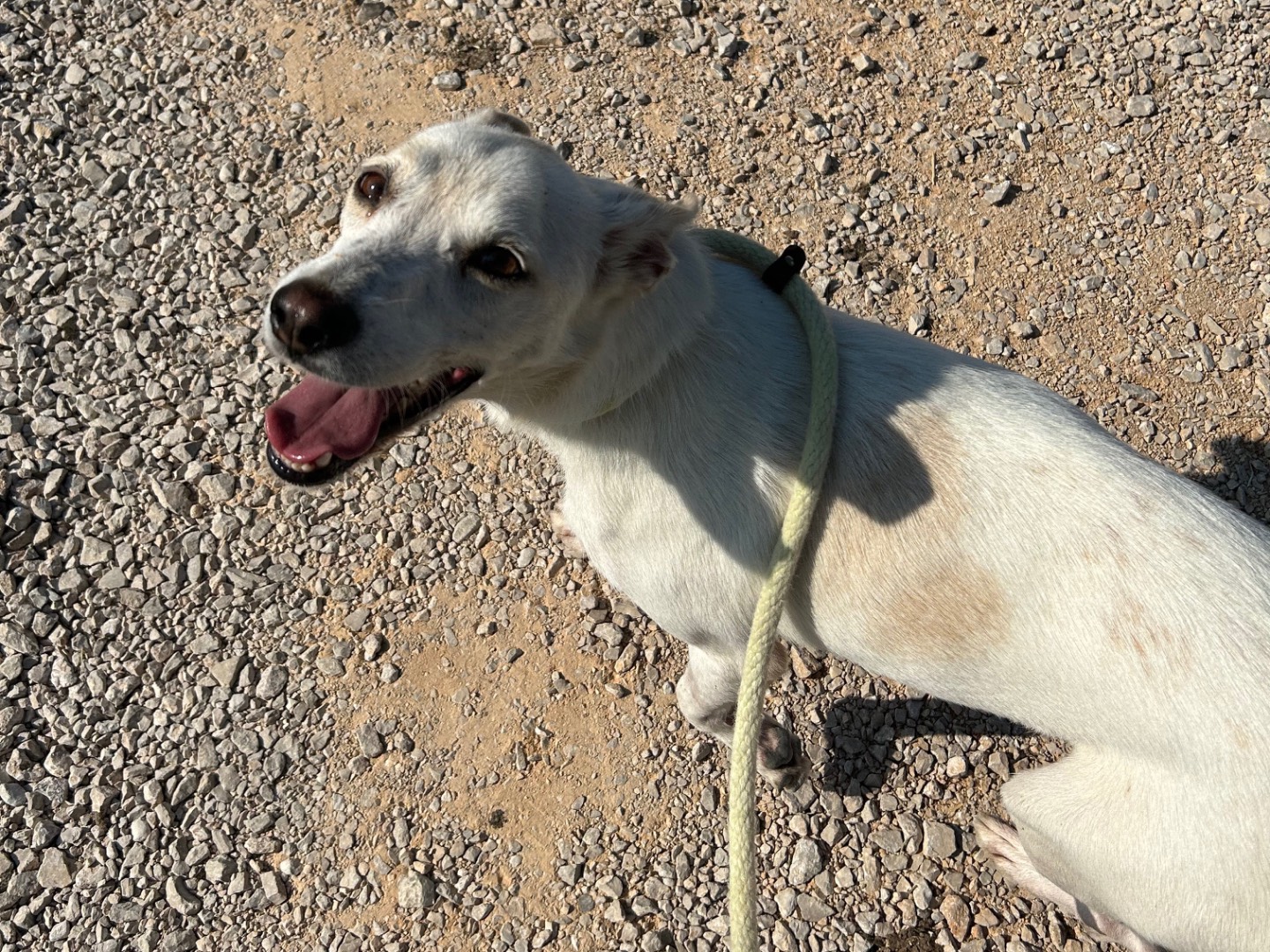Adotta il cane Tilla a Latina