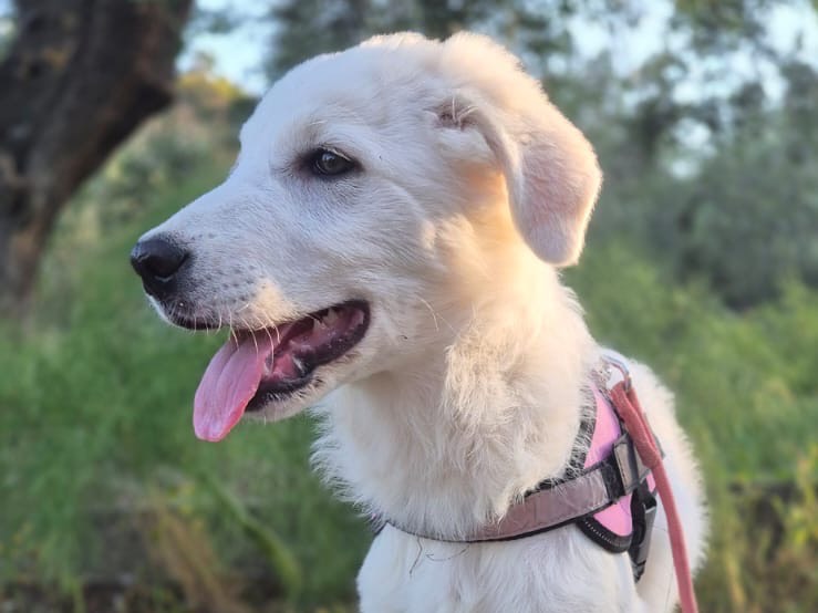 Adotta un cane, femmina, 3 mesi, Crotone