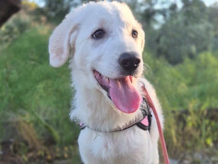 Adotta un cane, taglia piccola, femmina, Crotone