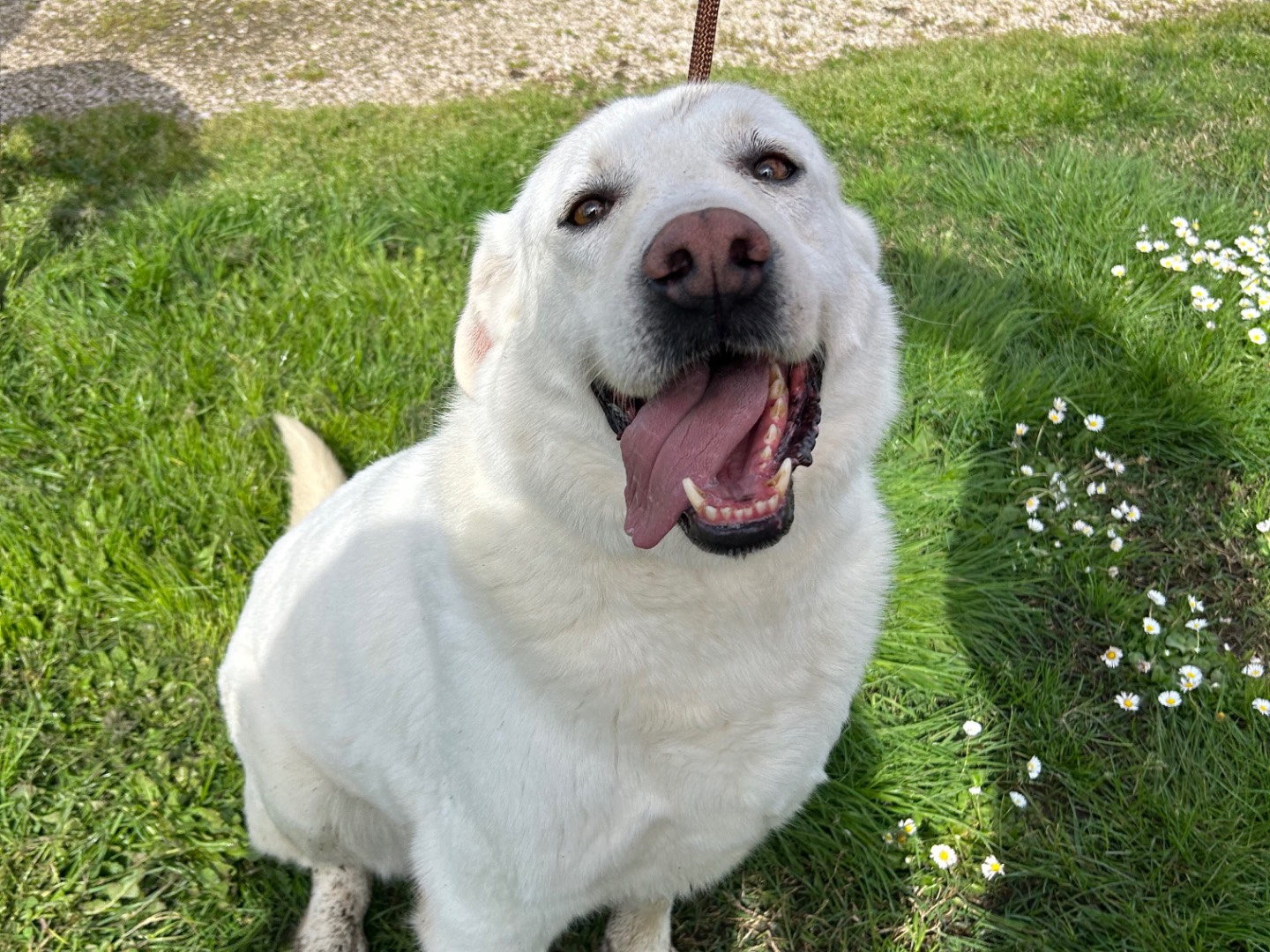 Adotta un cane, maschio, 7 anni  e 2 mesi , Latina