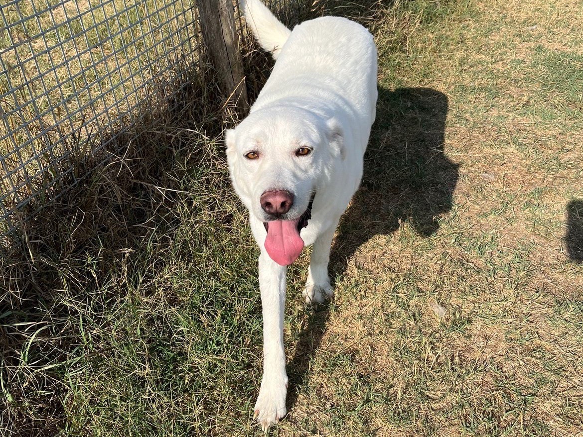Adotta un cane, taglia grande, maschio, Latina