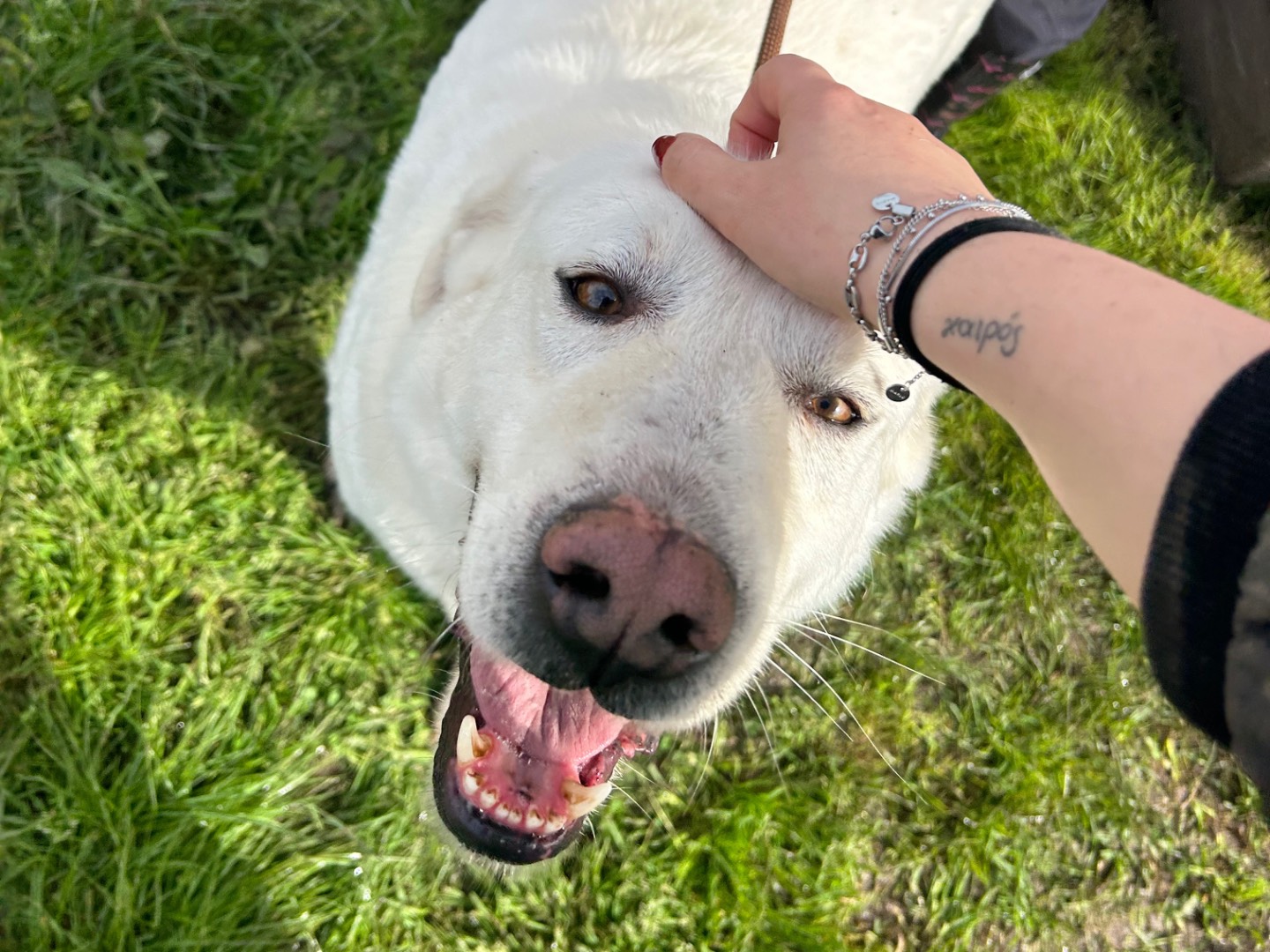Vuoi adottare un cane a Latina?
