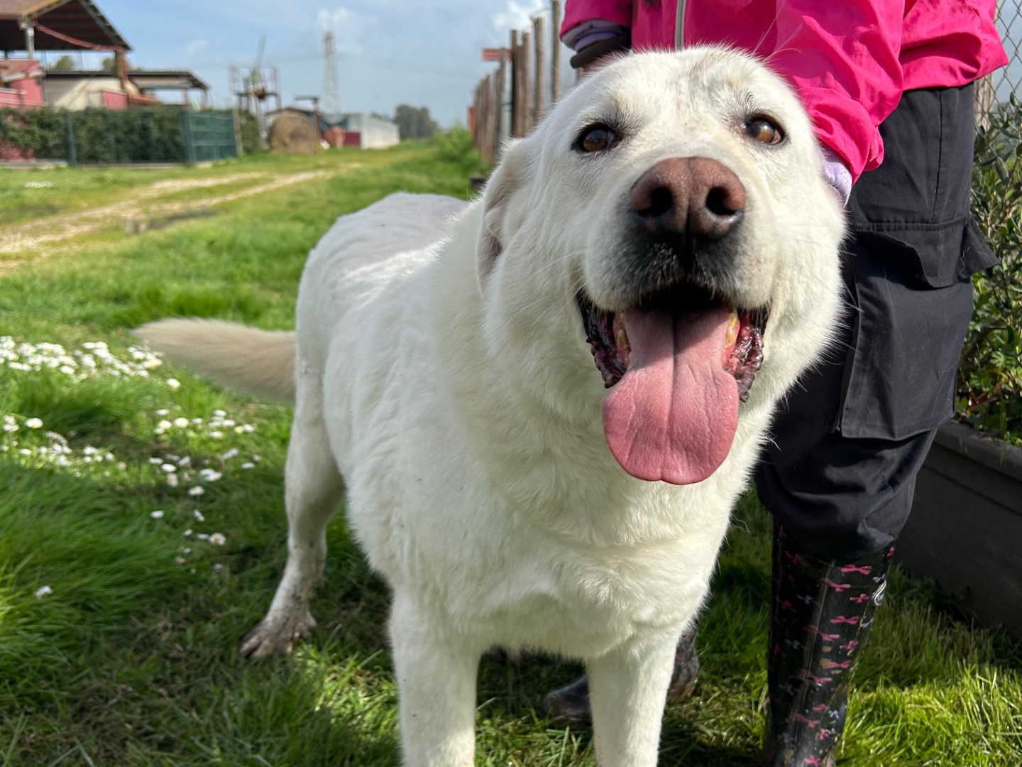 Adotta il cane Commodo a Latina