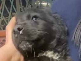 Adotta un cane, taglia media, femmina, Padova