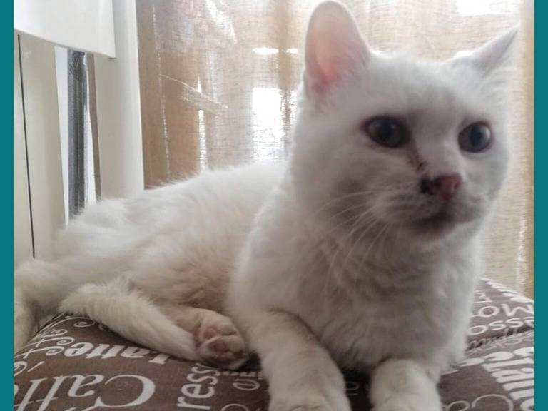 Adotta un gatto, taglia non valida, maschio, Torino