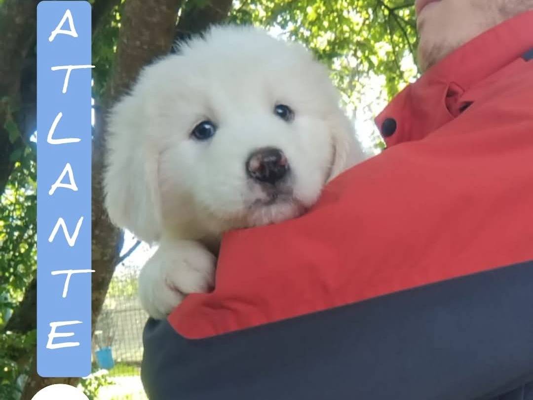 Foto dell'animale