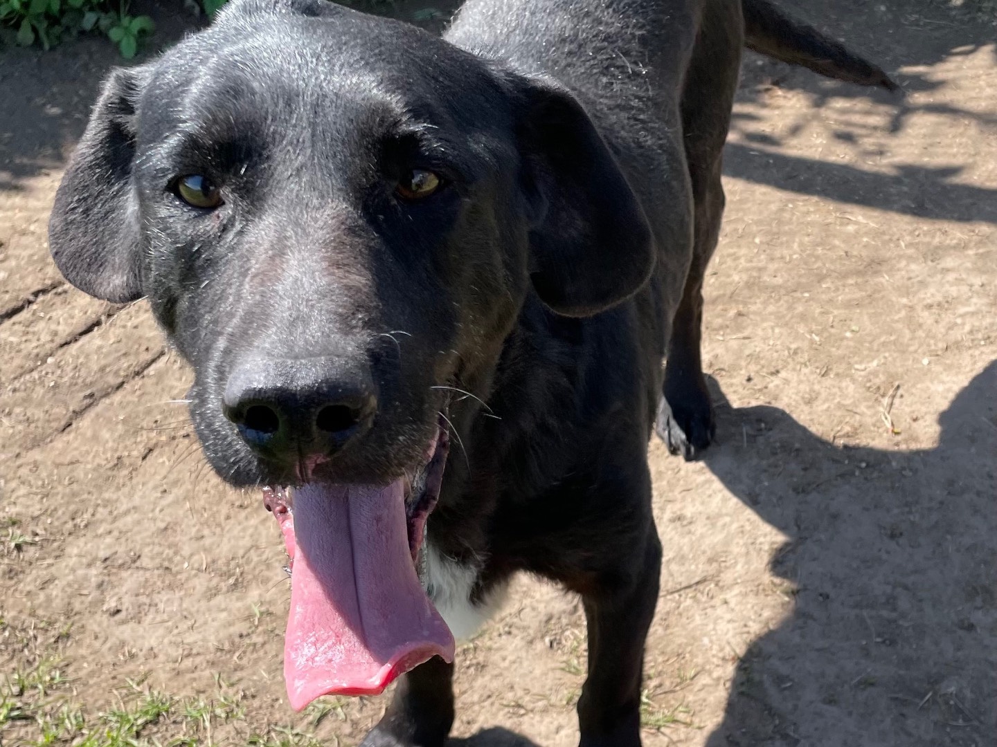 Adotta un cane, maschio, 4 anni  e 3 mesi , Latina