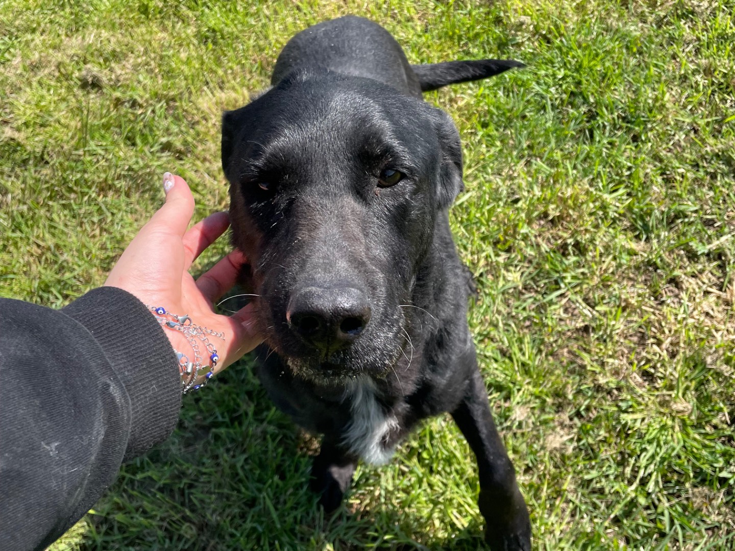 Adotta un cane, taglia media, maschio, Latina