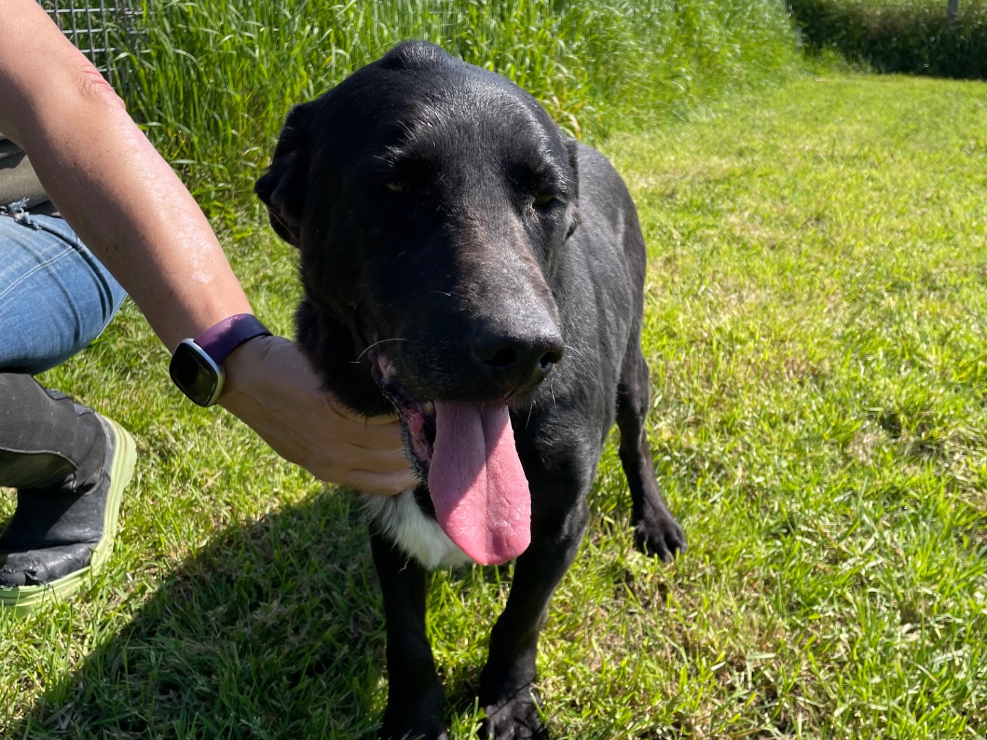 Adotta il cane Santo a Latina