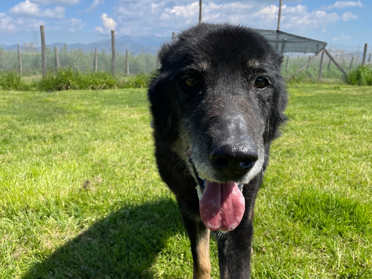 Adotta un cane, maschio, 10 anni  e 3 mesi , Latina