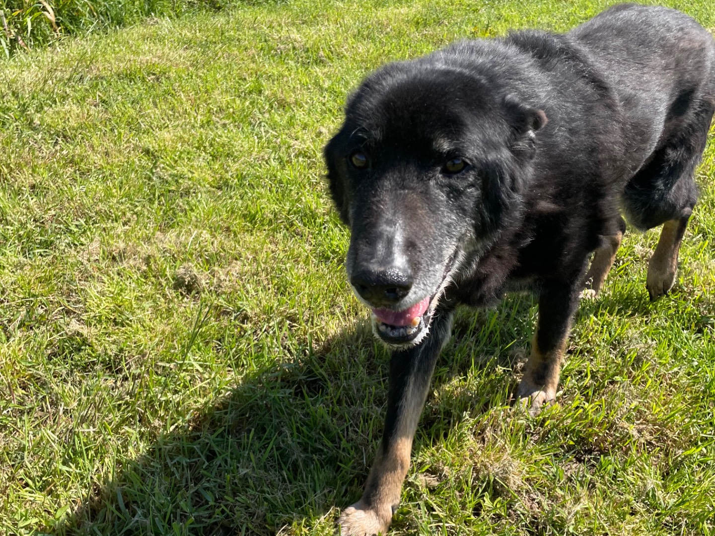 Adotta un cane, taglia media, maschio, Latina