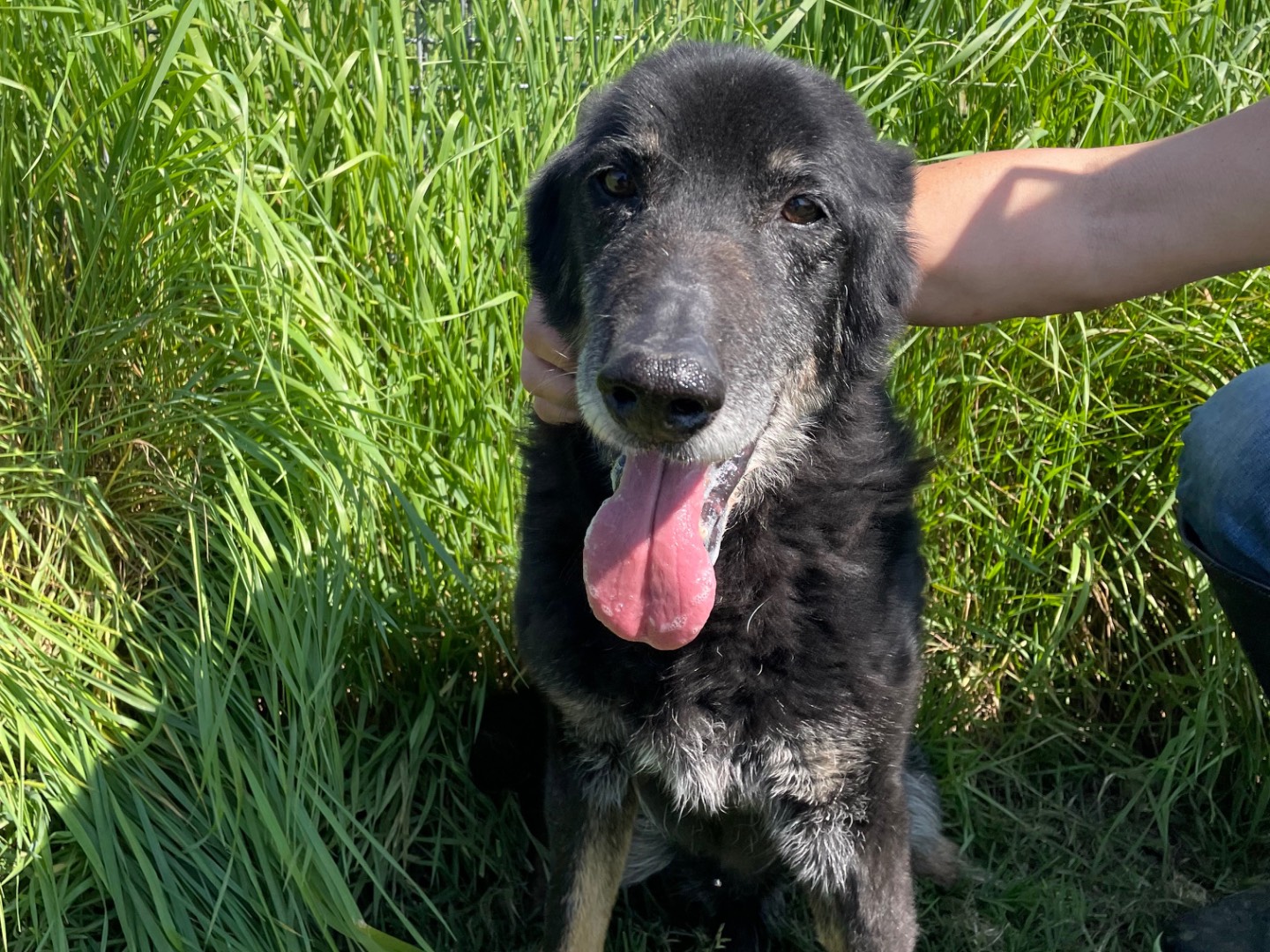 Vuoi adottare un cane a Latina?