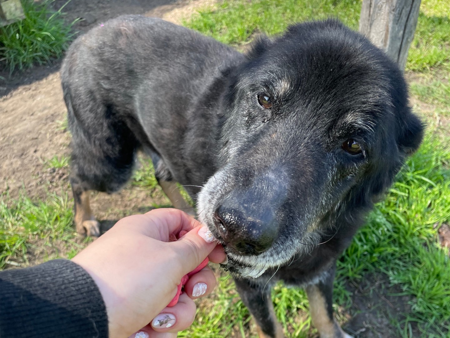Adotta il cane Stefano a Latina