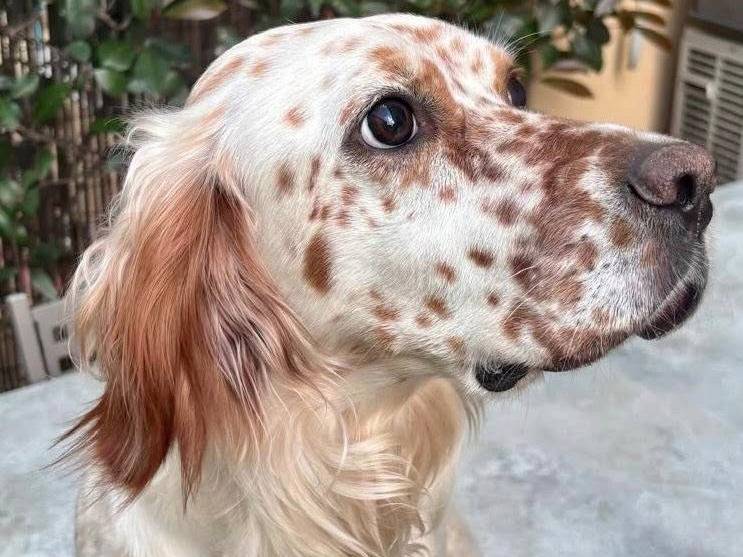 Adotta un cane, femmina, 1 anno e 9 mesi , Monza