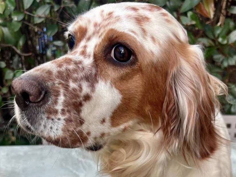 Adotta un cane, taglia media, femmina, Monza