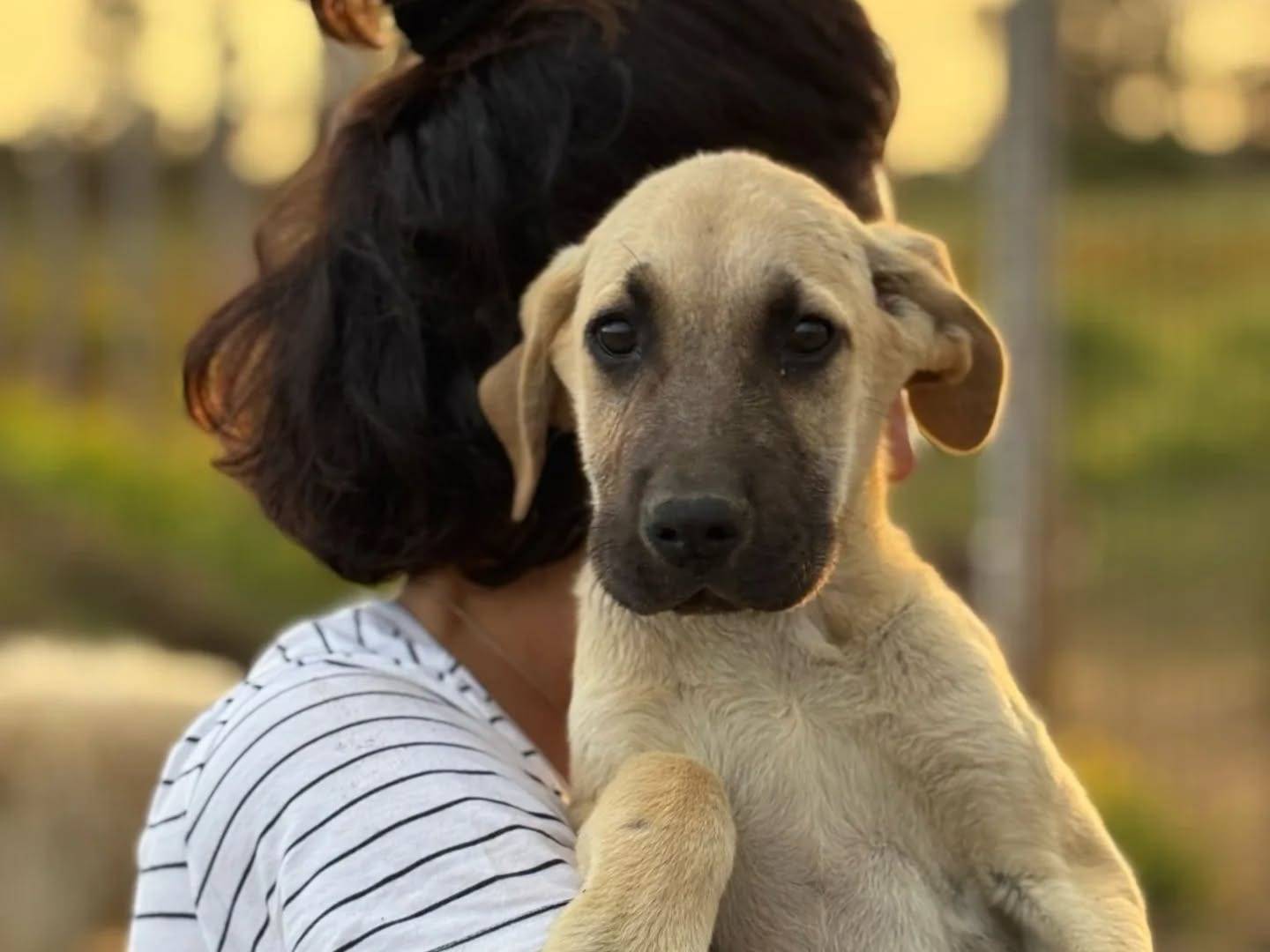 Foto dell'animale