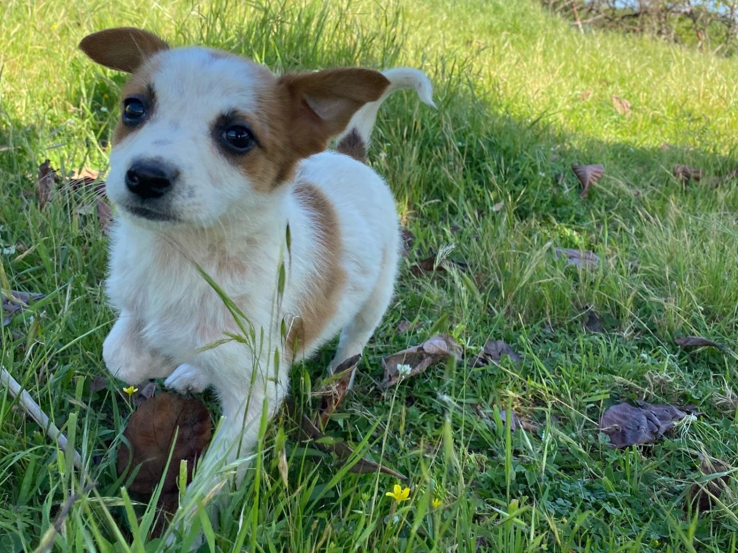 Adotta un cane, femmina, 3 mesi, Enna