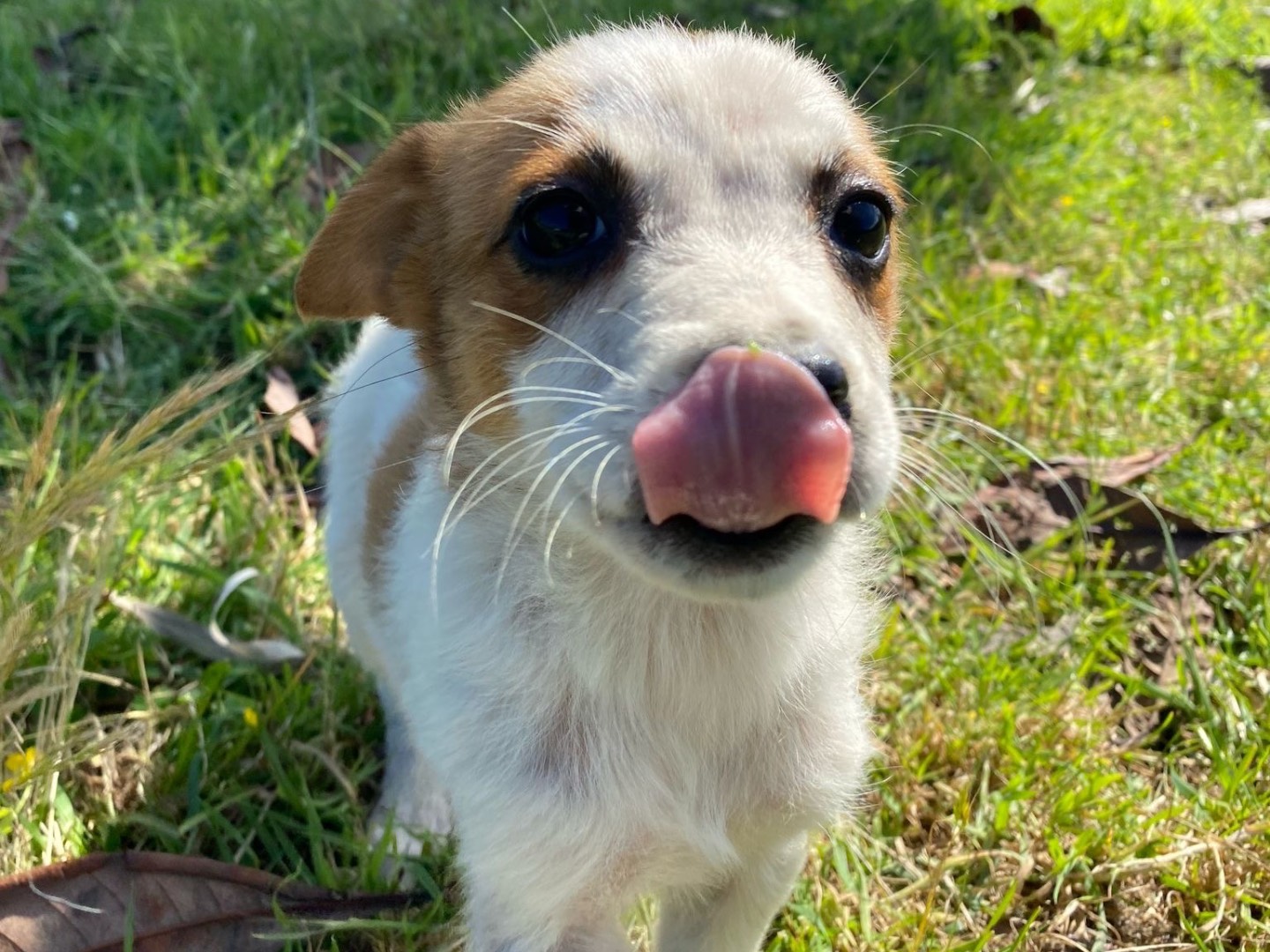 Adotta un cane, taglia media contenuta, femmina, Enna