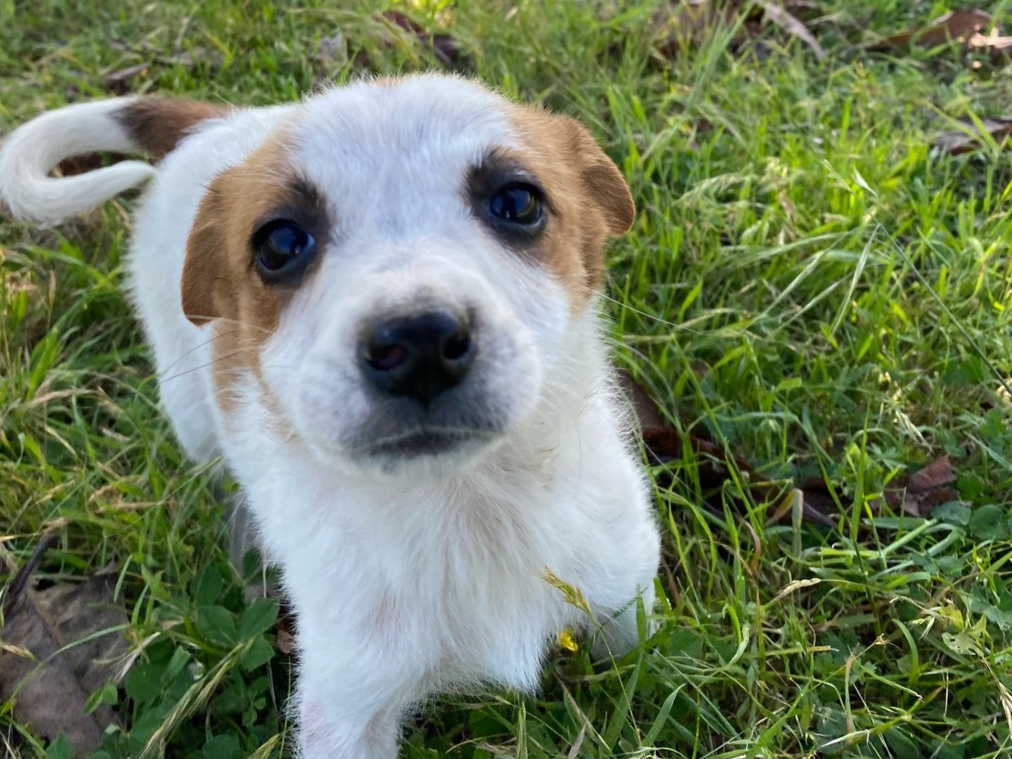 Vuoi adottare un cane a Enna?