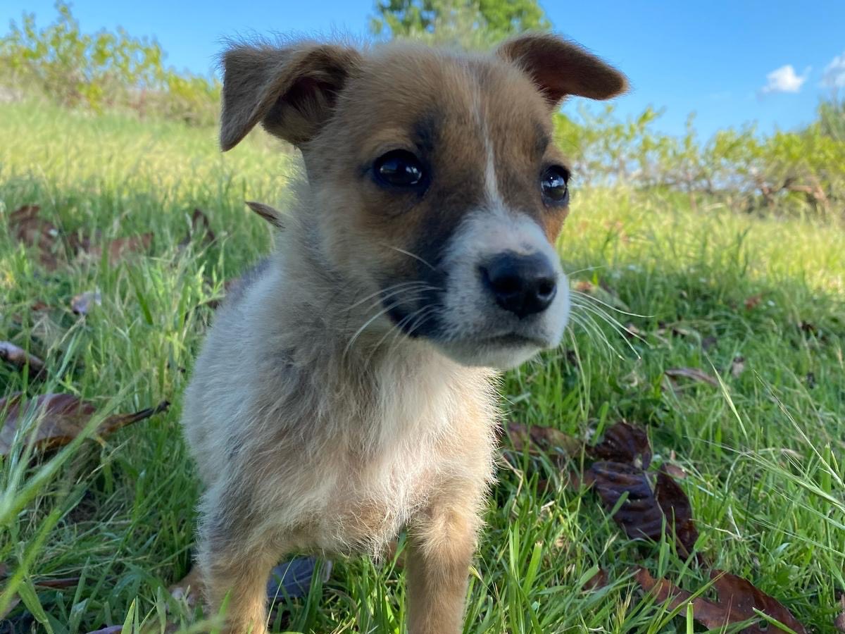 Adotta un cane, maschio, 4 mesi, Catanzaro