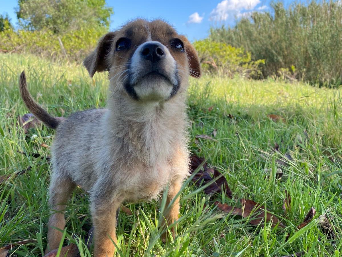 Vuoi adottare un cane a Catanzaro?