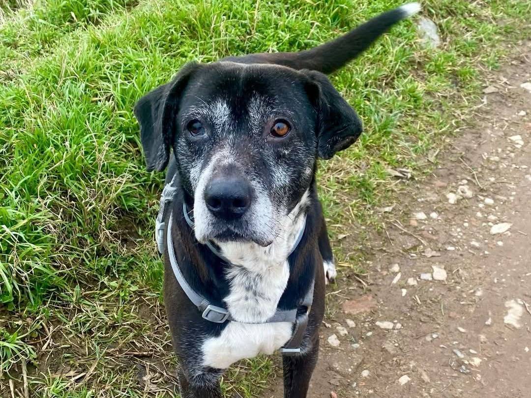 Adotta un cane, taglia media, maschio, Milano