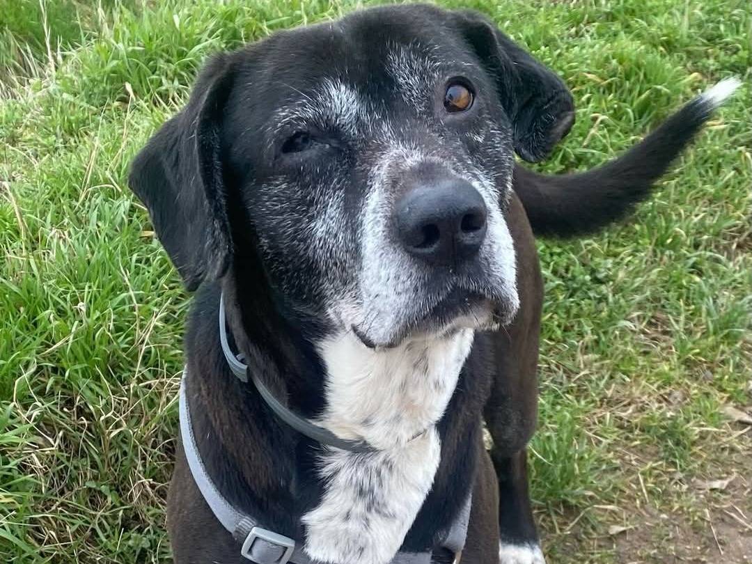 Vuoi adottare un cane a Milano?