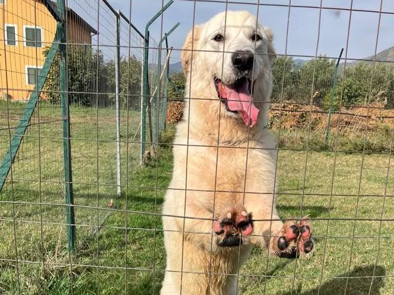 Adotta un cane, maschio, 7 anni  e 3 mesi , Milano