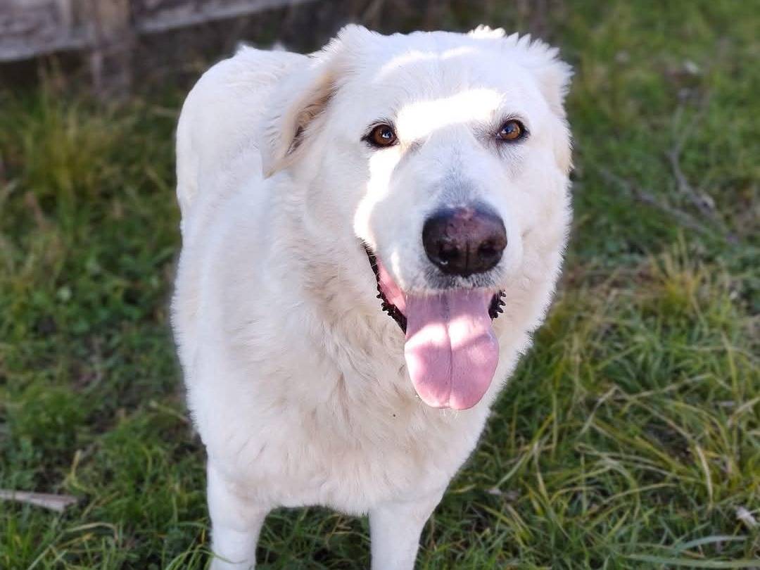 Adotta un cane, taglia media, maschio, Milano