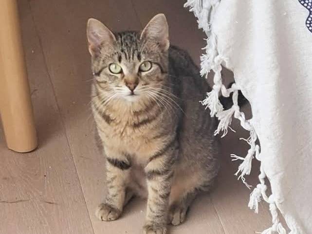 Foto dell'animale