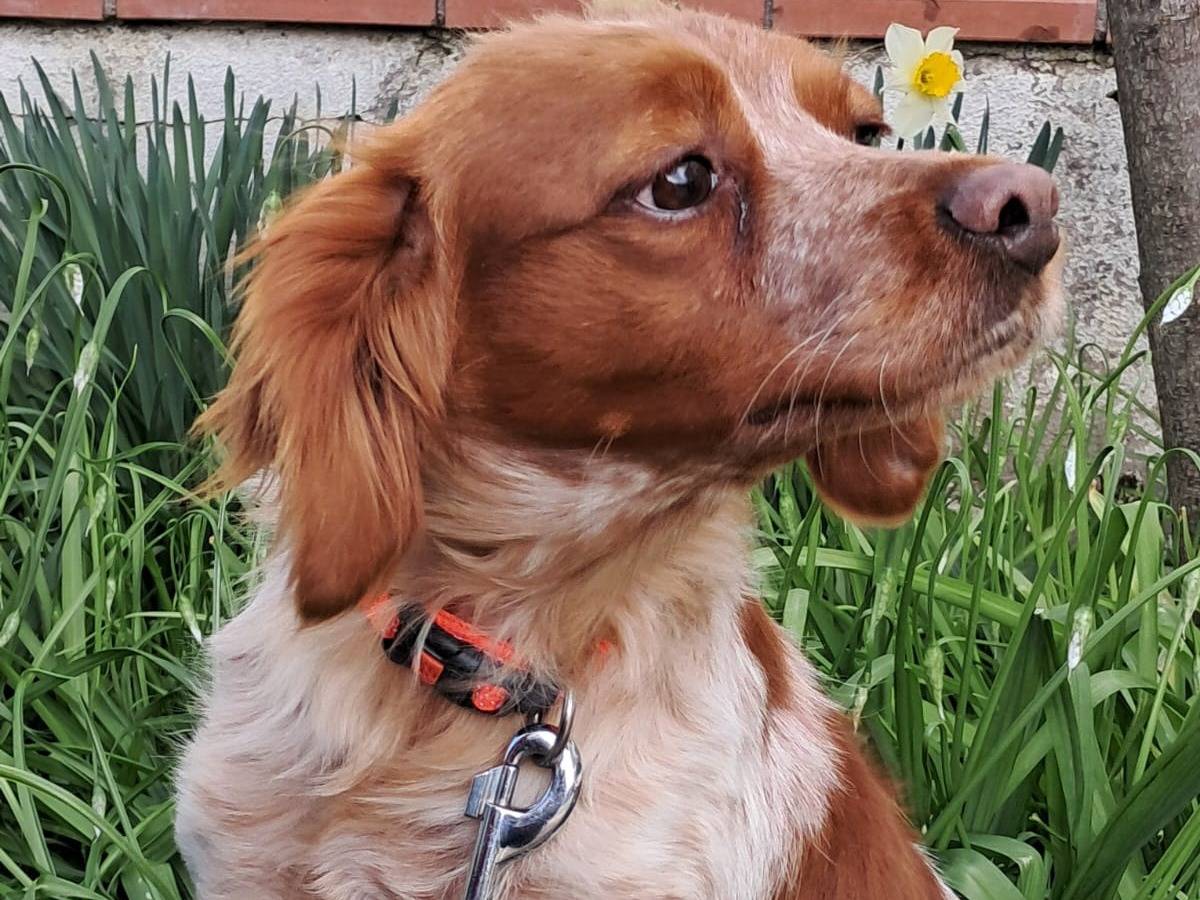 Adotta un cane, femmina, 1 anno e 6 mesi , Milano