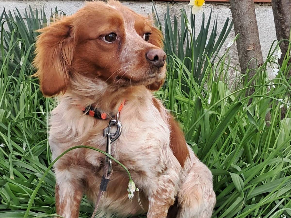 Adotta un cane, taglia media contenuta, femmina, Milano