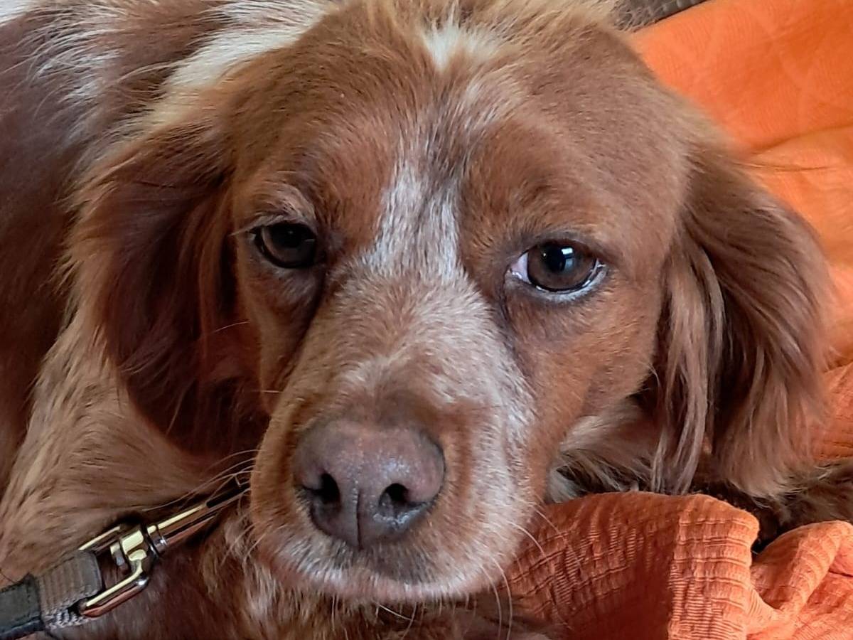 Vuoi adottare un cane a Milano?