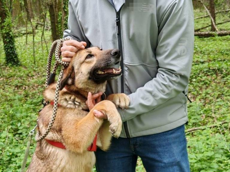 Vuoi adottare un cane a Milano?