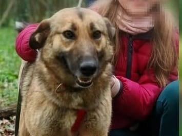 Adotta il cane DIANA a Milano