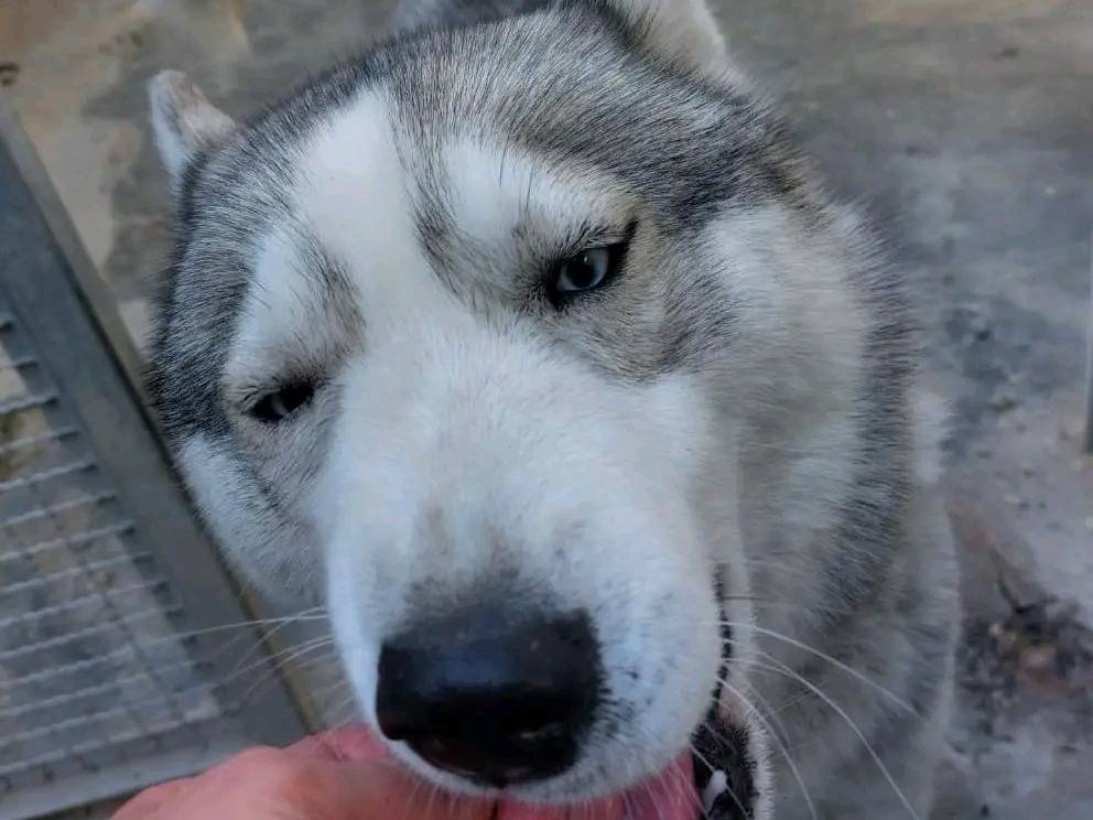 Adotta un cane, maschio, 2 anni  e 3 mesi , Cremona