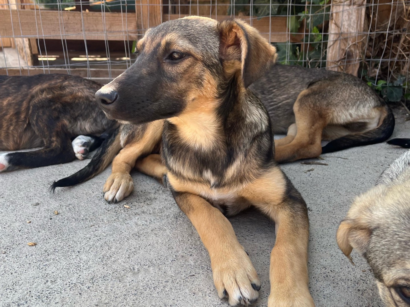 Adotta un cane, femmina, 3 mesi, Siracusa