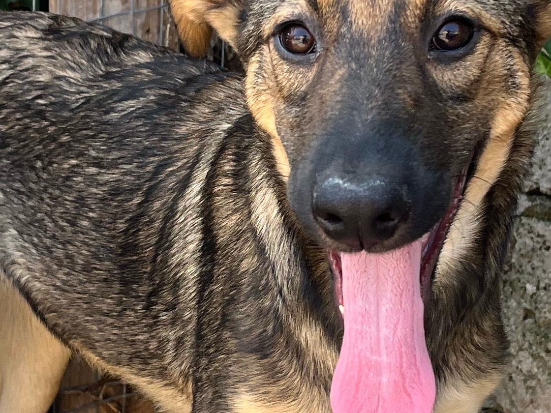 Adotta un cane, taglia media, femmina, Siracusa