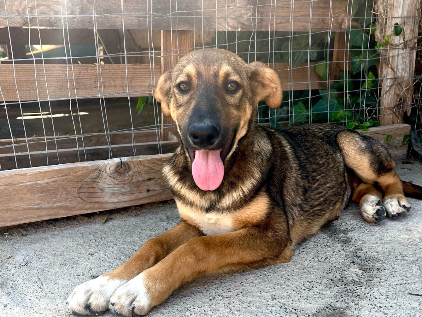 Adozione cane, maschio, Pastore Belga Malinois Razza sconosciuta, 3 mesi, taglia grande, Siracusa