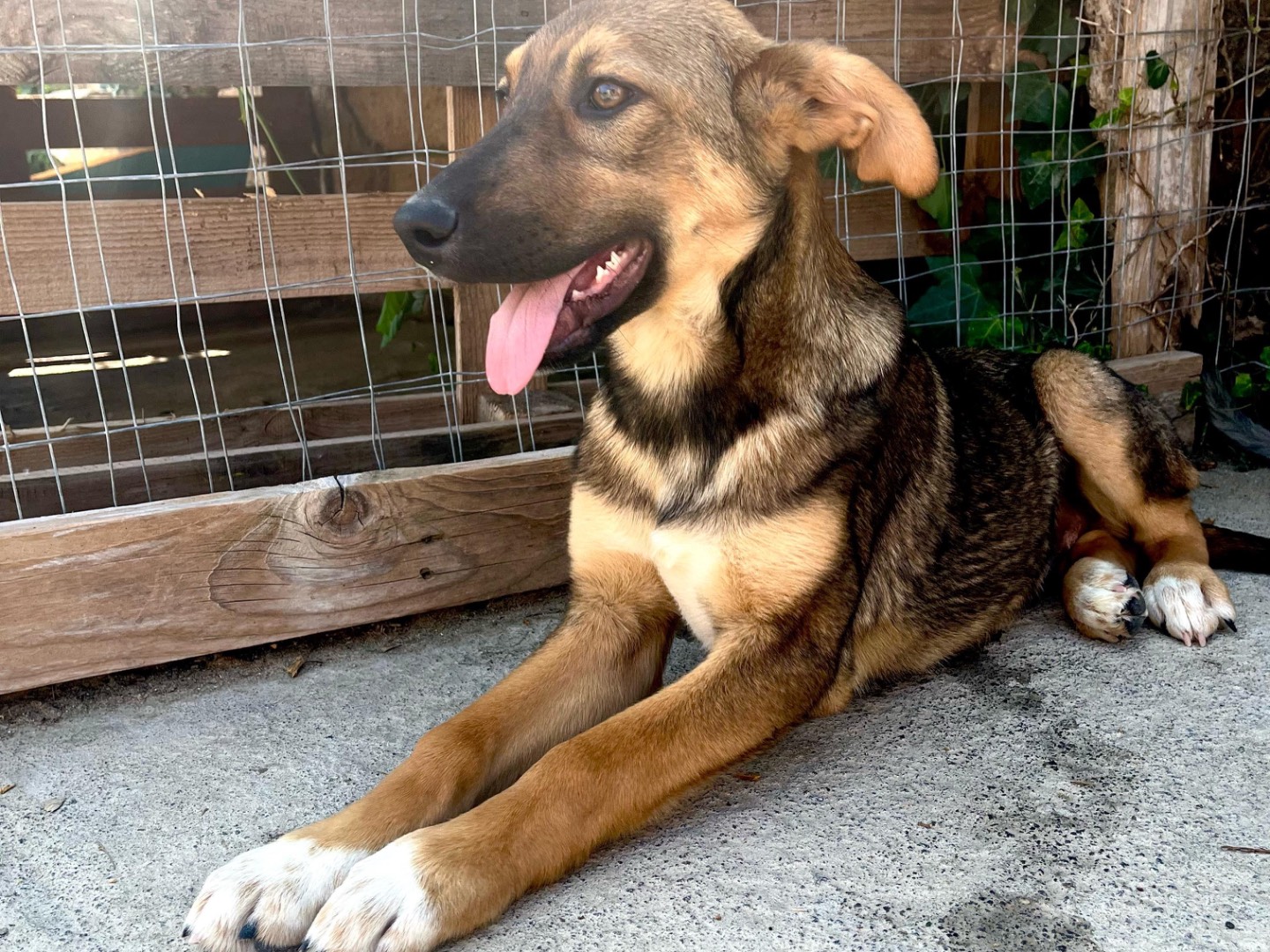 Adotta un cane, maschio, 3 mesi, Siracusa