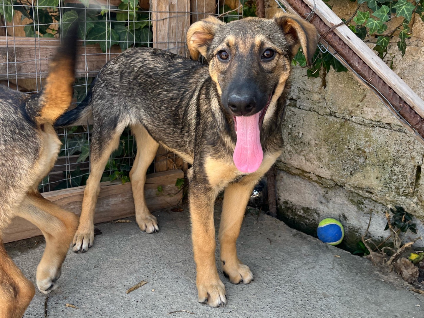 Adotta un cane, taglia grande, maschio, Siracusa