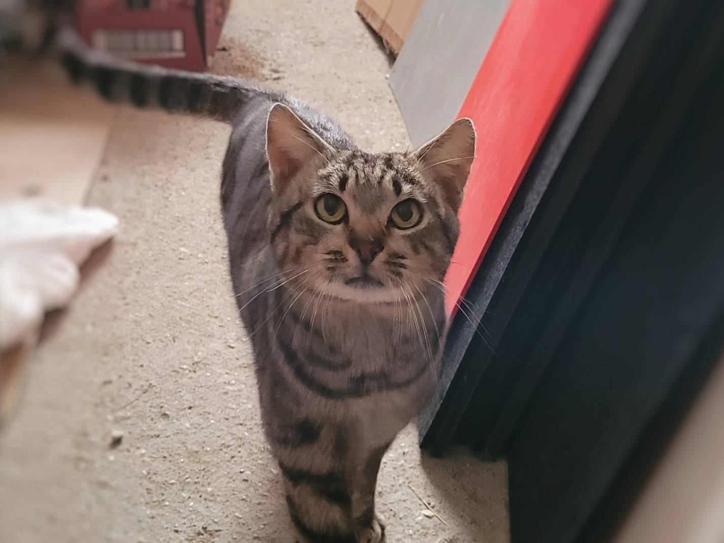 Adotta un gatto, maschio, 1 anno, Pescara