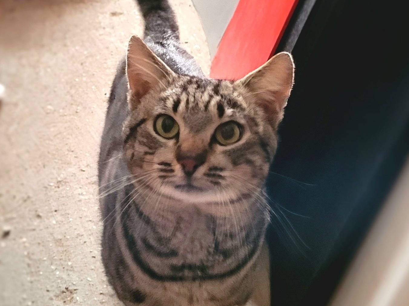 Adotta un gatto, taglia non valida, maschio, Pescara