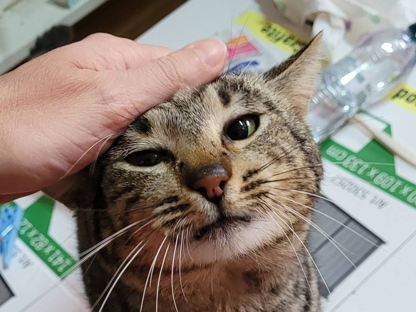Vuoi adottare un gatto a Pescara?