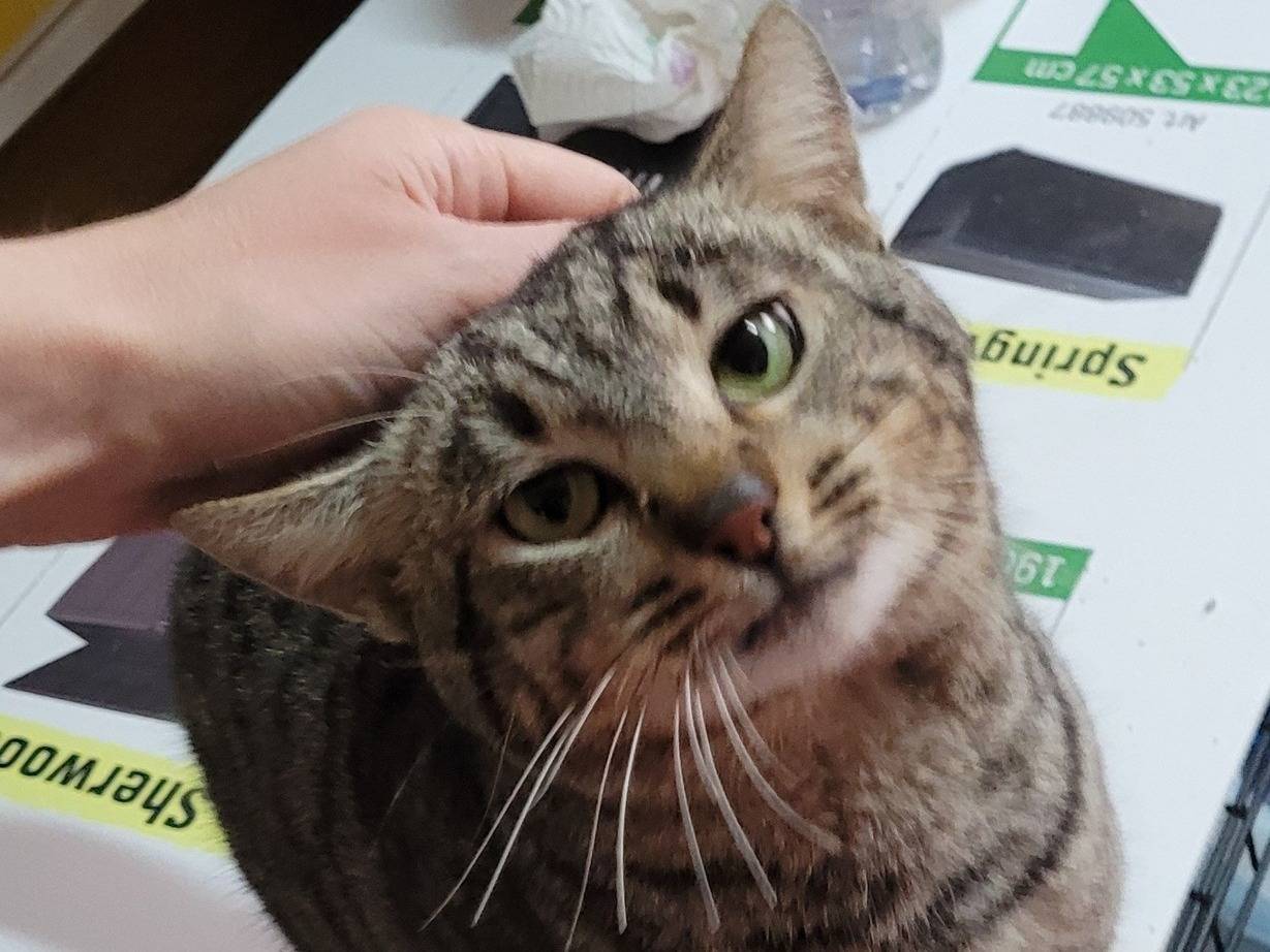 Adotta il gatto Sonic a Pescara