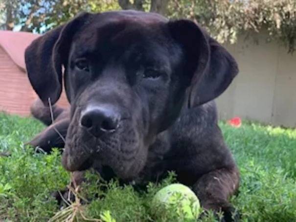 Adotta un cane, maschio, 3 anni  e 8 mesi , Firenze