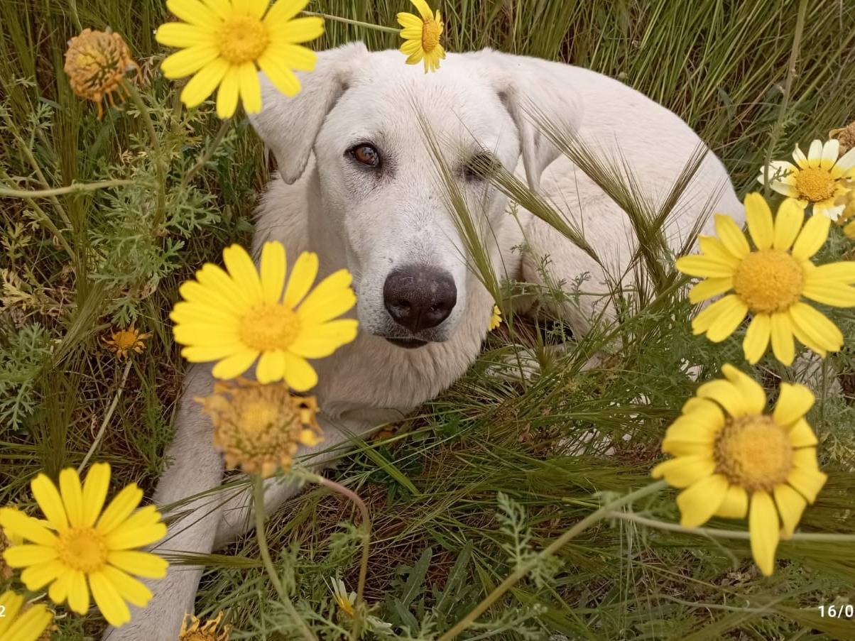 Foto dell'animale